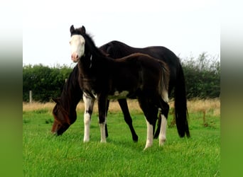 Quarter Pony, Stallion, Foal (06/2023), 14.2 hh, Overo-all-colors