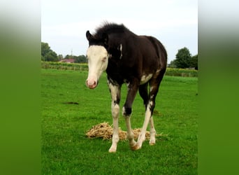 Quarter Pony, Stallion, Foal (06/2023), 14.2 hh, Overo-all-colors