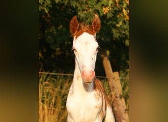 Quarter Pony, Stallion, Foal (08/2025), 14.2 hh, Overo-all-colors