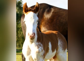 Quarter Pony, Stallion, Foal (08/2025), 14.2 hh, Overo-all-colors
