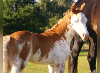 Quarter Pony, Stallion, Foal (08/2025), 14.2 hh, Overo-all-colors