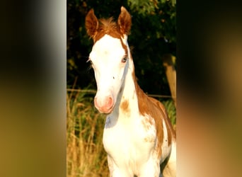 Quarter Pony, Stallion, Foal (08/2025), 14.2 hh, Overo-all-colors