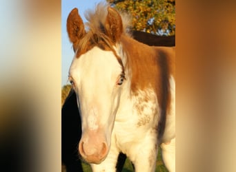 Quarter Pony, Stallion, Foal (08/2025), 14.2 hh, Overo-all-colors