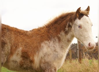 Quarter Pony, Stallion, Foal (08/2025), 14.2 hh, Overo-all-colors