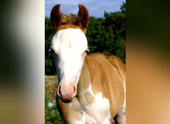 Quarter Pony, Stallion, Foal (07/2026), 14.2 hh, Overo-all-colors