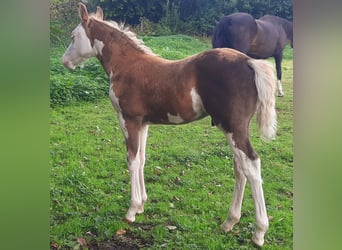 Quarter Pony, Stallion, Foal (07/2026), 14.2 hh, Overo-all-colors