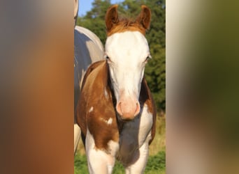 Quarter Pony, Stallion, Foal (07/2026), 14.2 hh, Overo-all-colors