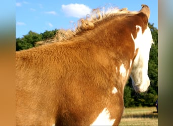 Quarter Pony, Stallion, Foal (07/2026), 14.2 hh, Overo-all-colors