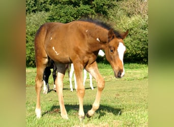 Quarter Pony, Stallion, Foal (06/2025), 14,2 hh, Bay-Dark