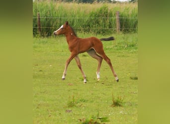 Quarter Pony, Stallion, Foal (06/2025), 14,2 hh, Brown