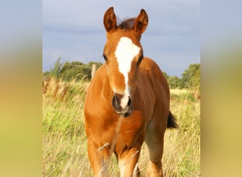 Quarter Pony, Stallion, Foal (06/2025), 14,2 hh, Brown