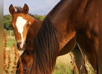 Quarter Pony, Stallion, Foal (06/2025), 14,2 hh, Brown