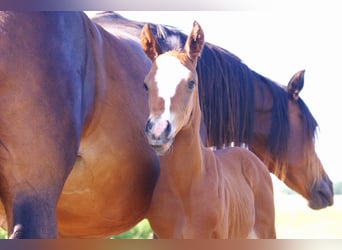 Quarter Pony, Stallion, , 14,2 hh, Brown