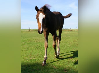 Quarter Pony, Stallion, Foal (06/2025), 14,2 hh, Overo-all-colors