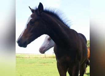 Quarter Pony, Stallion, Foal (06/2025), 14,2 hh, Overo-all-colors