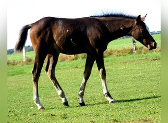 Quarter Pony, Stallion, Foal (06/2025), 14,2 hh, Overo-all-colors