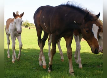 Quarter Pony, Stallion, Foal (06/2025), 14,2 hh, Overo-all-colors