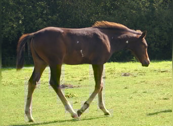Quarter Pony, Stallion, Foal (06/2025), 14,2 hh, Overo-all-colors