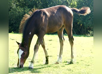 Quarter Pony, Stallion, Foal (06/2025), 14,2 hh, Overo-all-colors