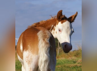 Quarter Pony, Stallion, Foal (08/2025), 14,2 hh, Overo-all-colors