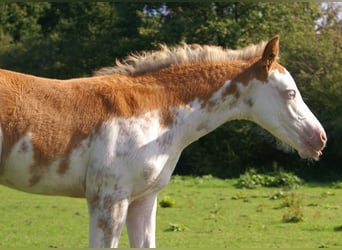 Quarter Pony, Stallion, Foal (08/2025), 14,2 hh, Overo-all-colors