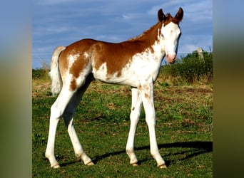 Quarter Pony, Stallion, Foal (08/2025), 14,2 hh, Overo-all-colors