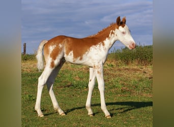 Quarter Pony, Stallion, Foal (08/2025), 14,2 hh, Overo-all-colors