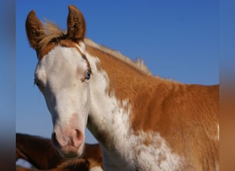 Quarter Pony, Stallion, Foal (08/2025), 14,2 hh, Overo-all-colors