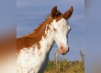 Quarter Pony, Stallion, Foal (08/2025), 14,2 hh, Overo-all-colors