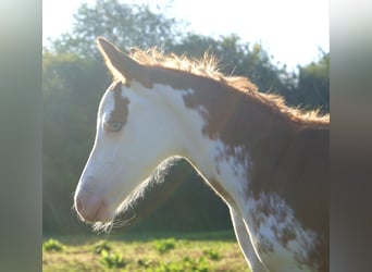 Quarter Pony, Stallion, Foal (08/2025), 14,2 hh, Overo-all-colors