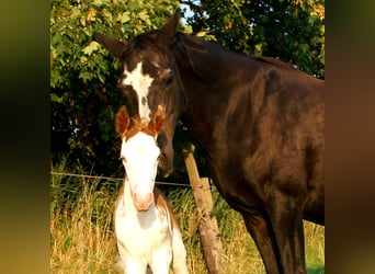 Quarter Pony, Stallion, Foal (08/2025), 14,2 hh, Overo-all-colors
