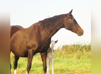 Quarter Pony, Stallion, Foal (08/2025), 14,2 hh, Overo-all-colors