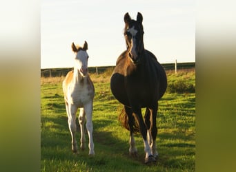 Quarter Pony, Stallion, Foal (08/2025), 14,2 hh, Overo-all-colors