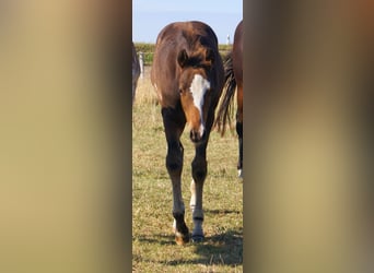Quarter Pony, Stallion, Foal (06/2025), 14,2 hh, Overo-all-colors