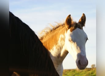 Quarter Pony, Stallion, Foal (08/2025), 14,2 hh, Overo-all-colors
