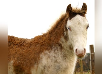 Quarter Pony, Stallion, Foal (08/2025), 14,2 hh, Overo-all-colors