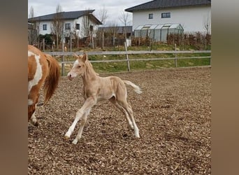 Quarter Pony, Stallion, Foal (04/2025), 14,2 hh, Palomino