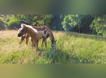 Quarter Pony, Stallion, Foal (04/2025), 14,2 hh, Palomino