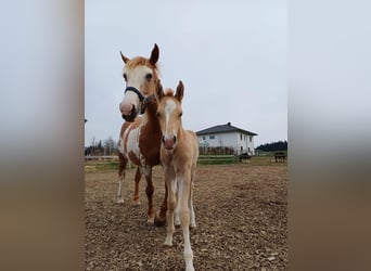 Quarter Pony, Stallion, Foal (04/2025), 14,2 hh, Palomino