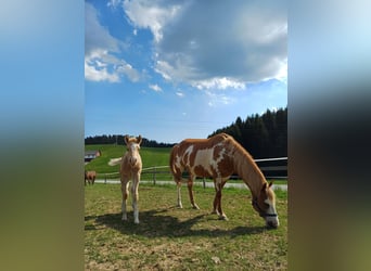 Quarter Pony, Stallion, Foal (04/2025), 14,2 hh, Palomino