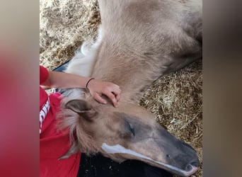 Quarter Pony, Stallion, Foal (04/2025), 14,2 hh, Palomino