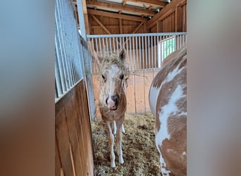 Quarter Pony, Stallion, Foal (04/2025), 14,2 hh, Palomino