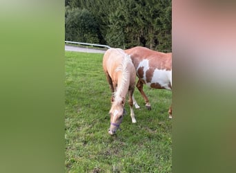 Quarter Pony, Stallion, Foal (04/2025), 14,2 hh, Palomino