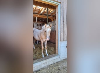 Quarter Pony, Stallion, Foal (04/2025), 14,2 hh, Palomino