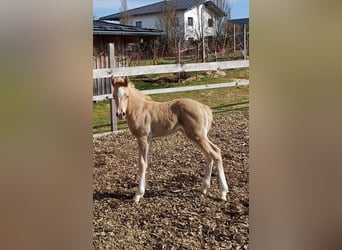 Quarter Pony, Stallion, Foal (04/2025), 14,2 hh, Palomino