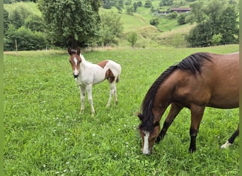 Quarter Pony, Stallion, Foal (06/2025), 14,2 hh, Tovero-all-colors