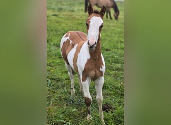 Quarter Pony, Hengst, Fohlen (06/2024), 15 hh, Overo-alle-Farben