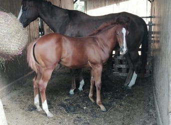 Quarter Pony, Stallion, Foal (04/2024), Chestnut-Red