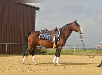 Quarter Pony, Stallone, 11 Anni, 153 cm, Baio