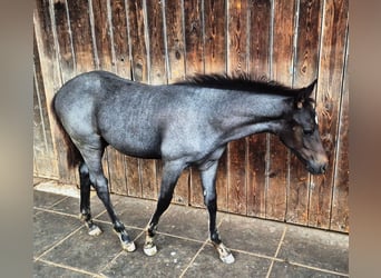 Quarter Pony, Stallone, 1 Anno, 145 cm, Leardo